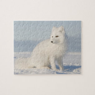 Puzzle États-Unis, Alaska, 1002 Plaine côtière de l'Arcti