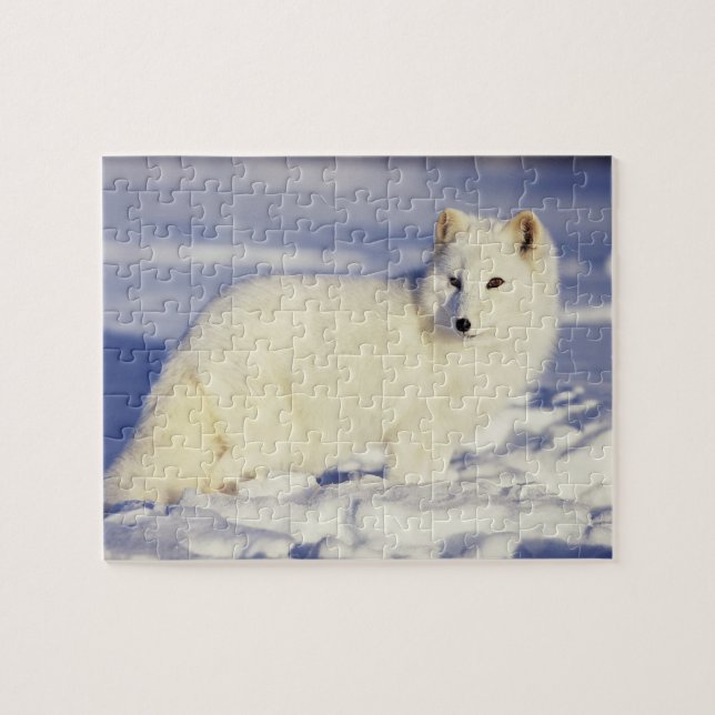 Puzzle États-Unis, Alaska. Renard arctique en couche d'hi (Horizontal)
