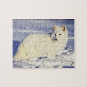 Puzzle États-Unis, Alaska. Renard arctique en pelage d'hi