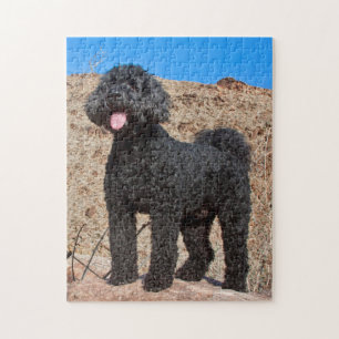 Puzzle États-Unis, Californie. Labradoodle debout