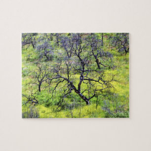 Puzzle États-Unis, Californie, San Diego. Une forêt de ch