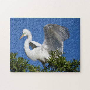 Puzzle États-Unis, Floride, St. Augustine, Aigrette
