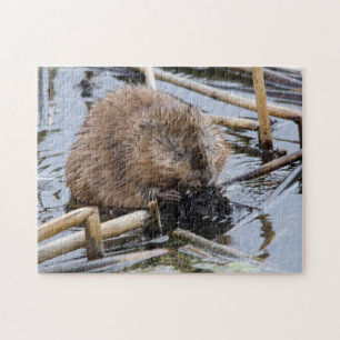 Puzzle États-Unis, Nebraska. Beaver