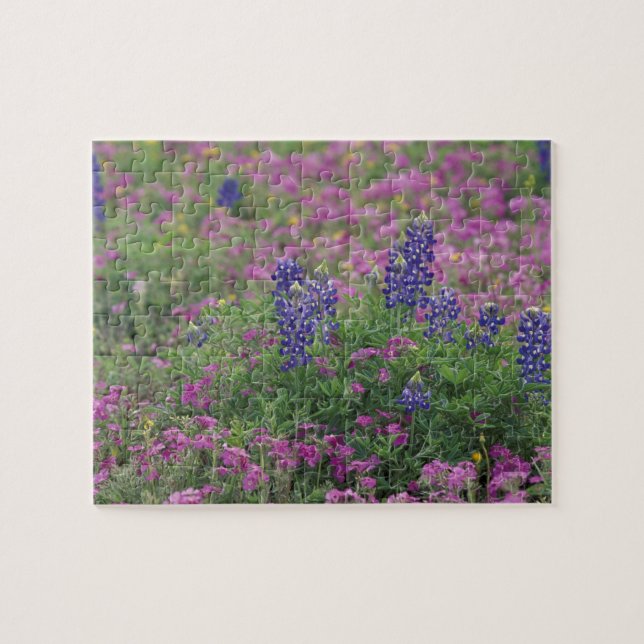 Puzzle États-Unis, Texas Hill Country. Bluebonnets au mil (Horizontal)