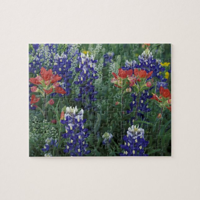 Puzzle États-Unis, Texas Hill Country. Bluebonnets et (Horizontal)
