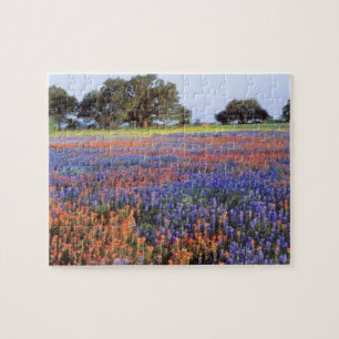 Puzzle États-Unis, Texas, Llano. Bluebonnets et redbonnet