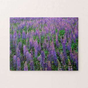 Puzzle États-Unis, Washington, Comté de Clallam, Lupine