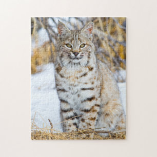 Puzzle États-Unis, Wyoming, Portrait de Lynx roux
