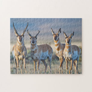 Puzzle États-Unis, Wyoming, Quatre antilopes d'Amérique m