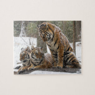 Puzzle Étirage du tigre