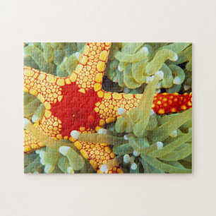 Puzzle Étoile de mer rouge et jaune