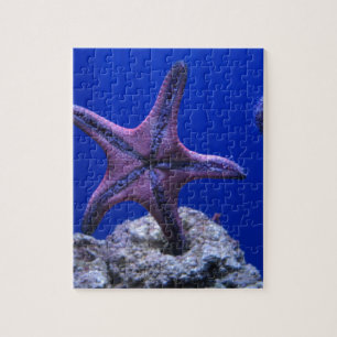 Puzzle Étoiles de mer, étoile lumineuse !