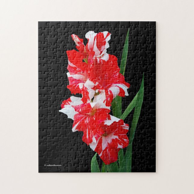 Puzzle Étonnante Lys d'épée de Gladiolus rouge et blanc (Vertical)
