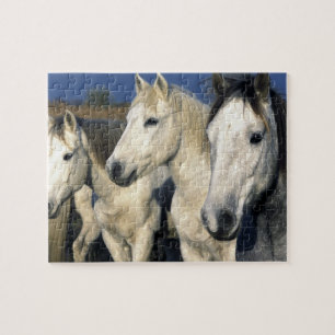 Puzzle Europe, France, Ile de la Camargue. Camargue 3