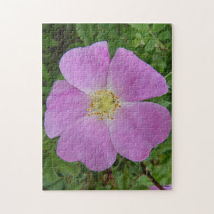 Puzzle F11 Rosier sauvage "Rosa arkansana"
