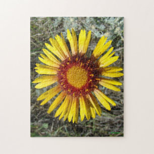 Puzzle F1 Fleur sauvage jaune Gaillardia