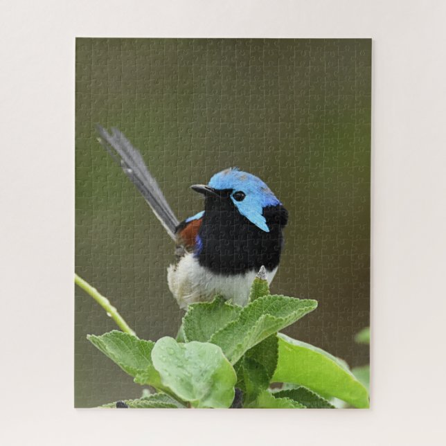 Puzzle Fairy Wren (Vertical)