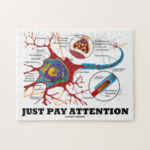 Puzzle Faites attention (Neuron / Synapse)