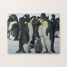 Famille adorable de Penguin Faune arctique