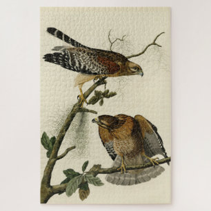 Puzzle Faucon à épaulettes - Audubon's Birds of America