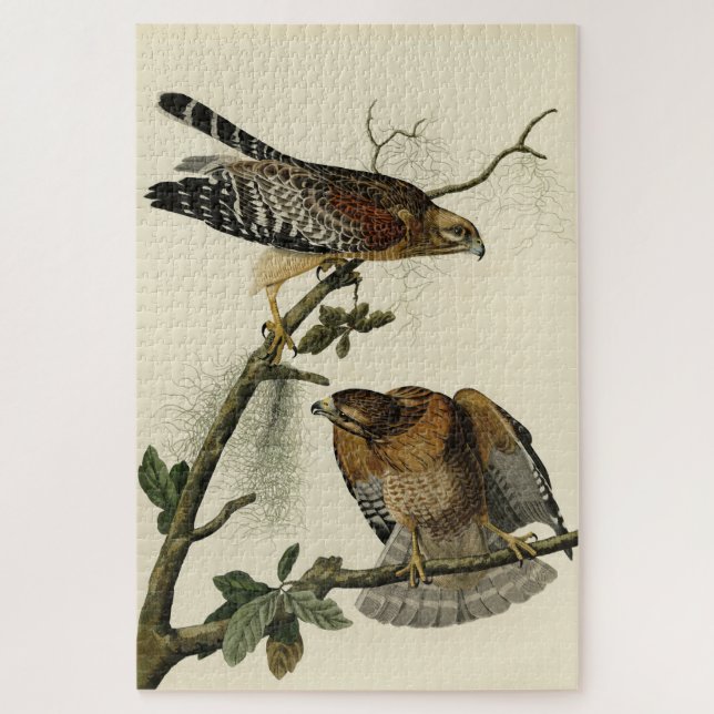 Puzzle Faucon à épaulettes - Audubon's Birds of America (Vertical)