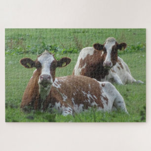 Puzzle Fermer le puzzle: Deux jolies vaches Brown blanche