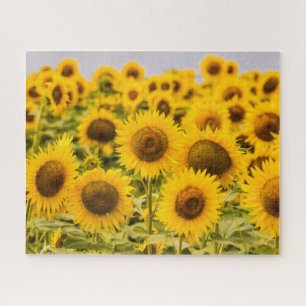 Puzzle Fermes Un terrain de tournesol