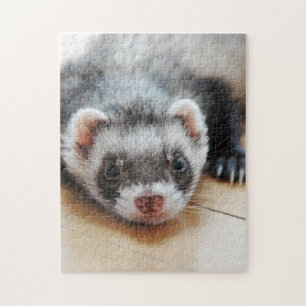 Puzzle Ferret Cute Sable