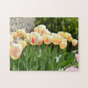 Puzzle Festival Tulip Fleur Nature Photographie Jardin