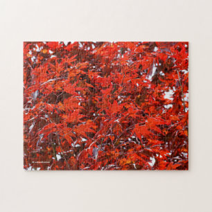 Puzzle Feuilles Red Maple