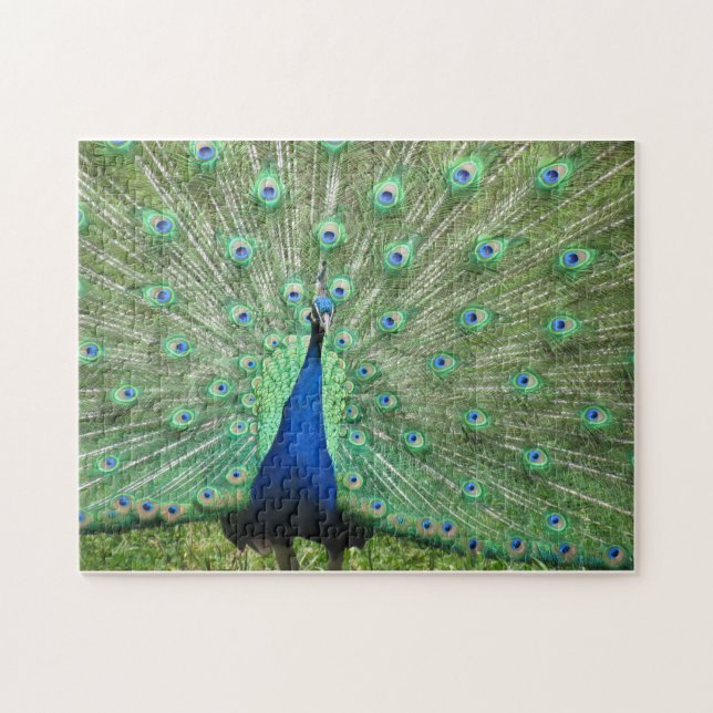 Puzzle - fier paon (Horizontal)