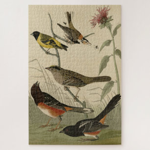 Puzzle Finch, Towhee, Sparrow, Audubon's Birds of America