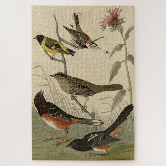 Puzzle Finch, Towhee, Sparrow, Audubon's Birds of America (Vertical)