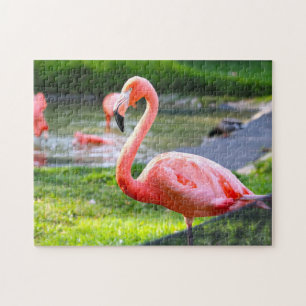 Puzzle Flamant rose rose Californie.