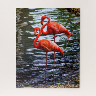 Puzzle Flamants roses roses dans l'eau