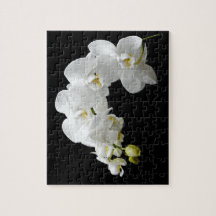 Fleur blanche d'orchidée