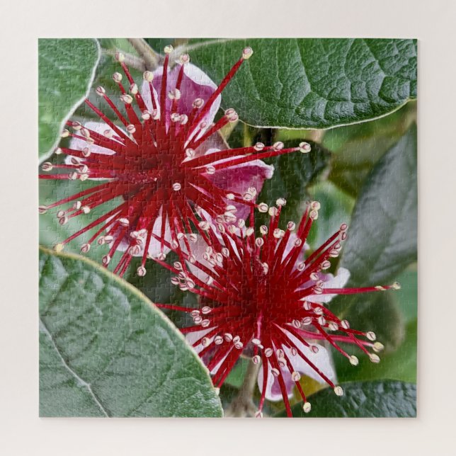 Puzzle Fleur de la Nouvelle-Zélande Rouge Fleur Feijoa (Vertical)