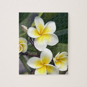 Puzzle Fleur frangipanienne Îles Cook