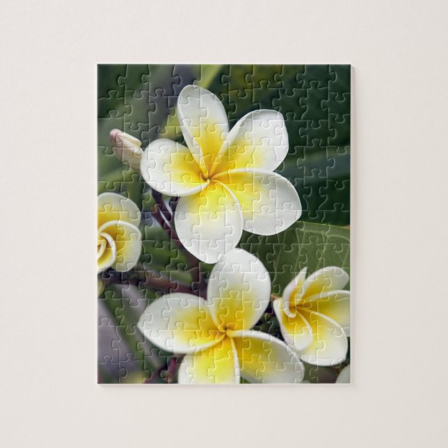 Puzzle Fleur frangipanienne Îles Cook (Vertical)