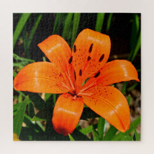 Puzzle Fleur Lily asiatique orange vibre