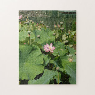 Puzzle Fleur Lotus Nénuphar rose dans un étang en été