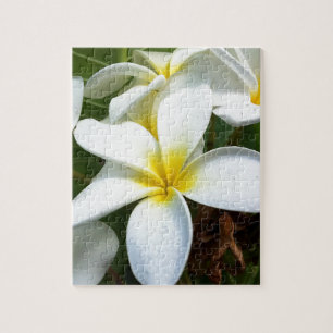 Puzzle Fleur Plumeria Hawaii Blanc