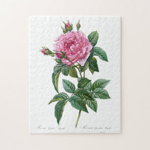 Puzzle Fleur rose rose gallique Vintage vieille illustrat