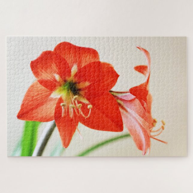 Puzzle Fleur rouge d'amaryllis (Horizontal)