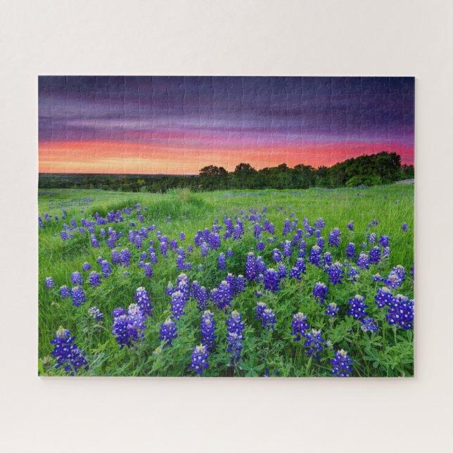 Puzzle Fleurs | Bluebonnets à Sunset Texas (Horizontal)
