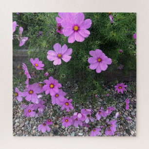 Puzzle Fleurs cosmos avec cailloux Sur un