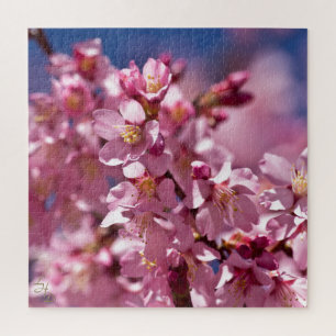 Puzzle Fleurs de cerisier Sakura embrassées par la lumièr