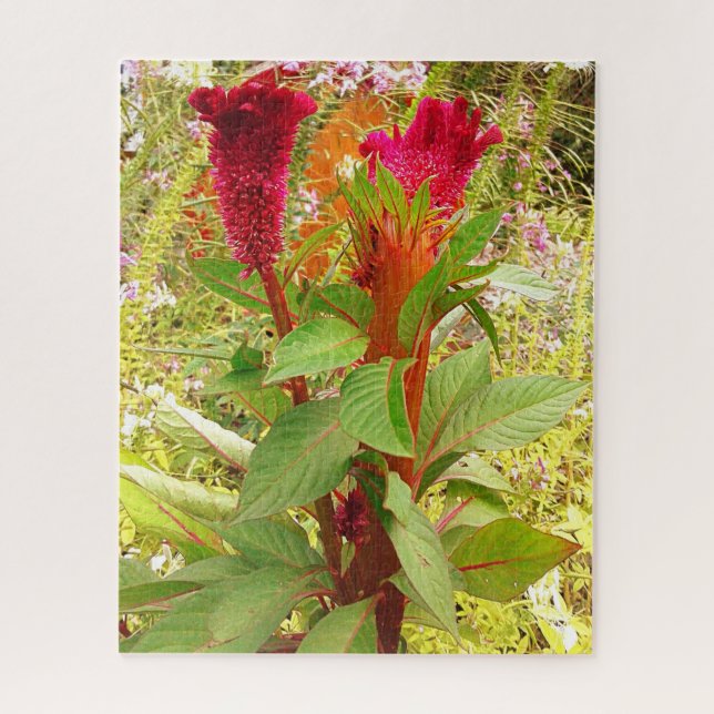 PUZZLE FLEURS DE COCKSCOMB (Vertical)