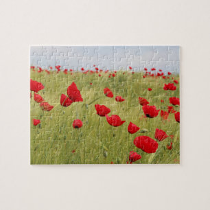 Puzzle Fleurs de pavot rouge nature