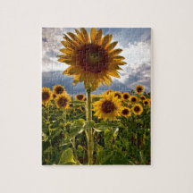 Fleurs de soleil